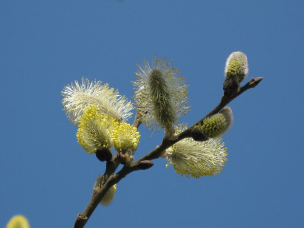Vårfoton / Spring photos
